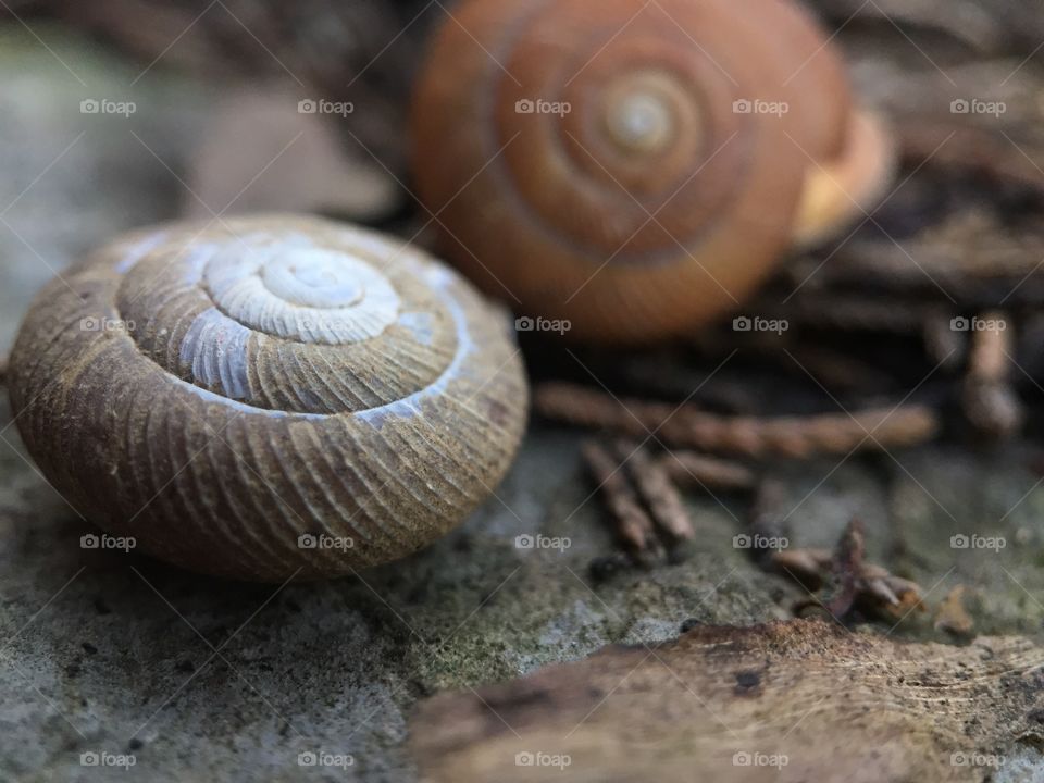 A home to an animal, a small animal, a slimy animal, a snail. But not just any snail, but a snail with a friend  and friendships can last forever. 