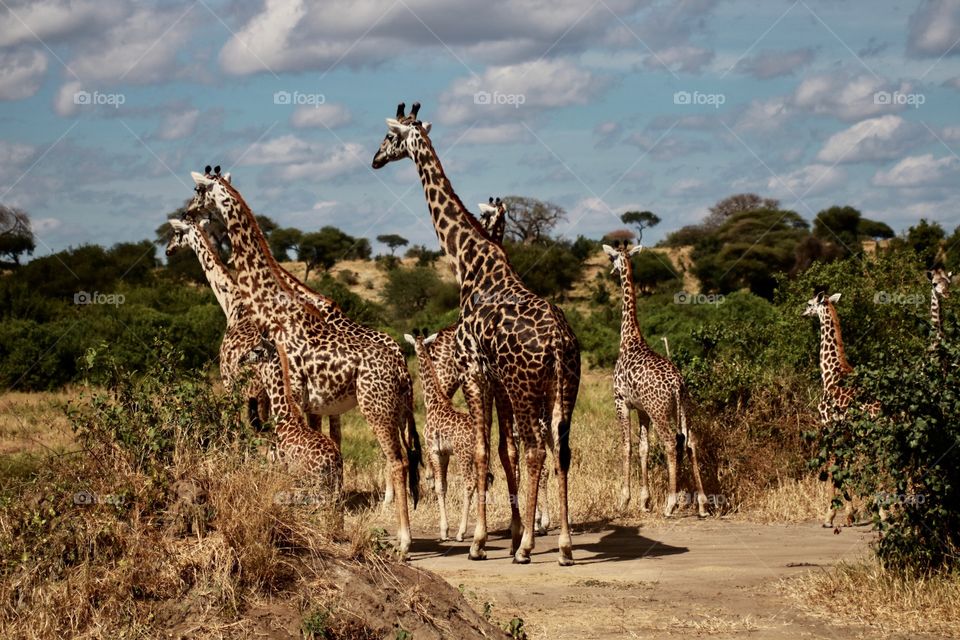 Group of tall giraffes in the Tarangire National Parc in Tanzania!