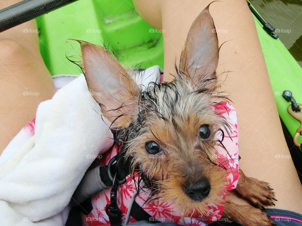 Dog looking at camera