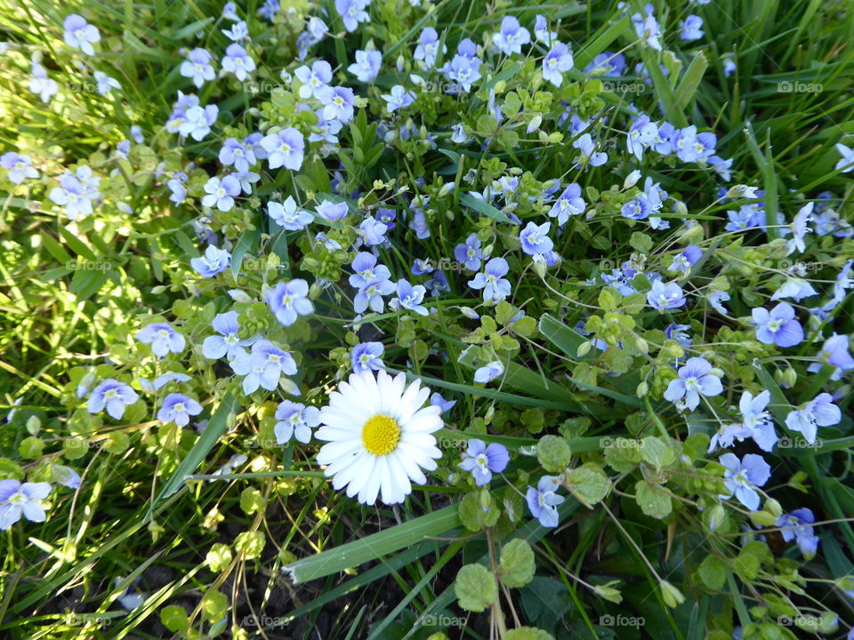 Flowers on the side of the road