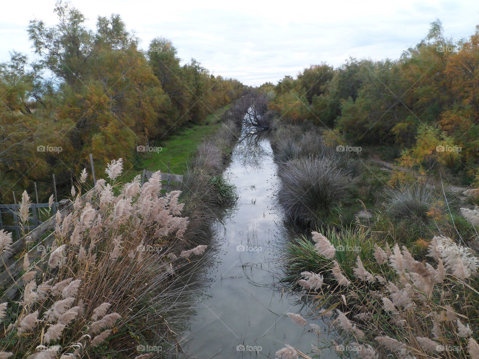 Landscape in Camargue in Arles in France