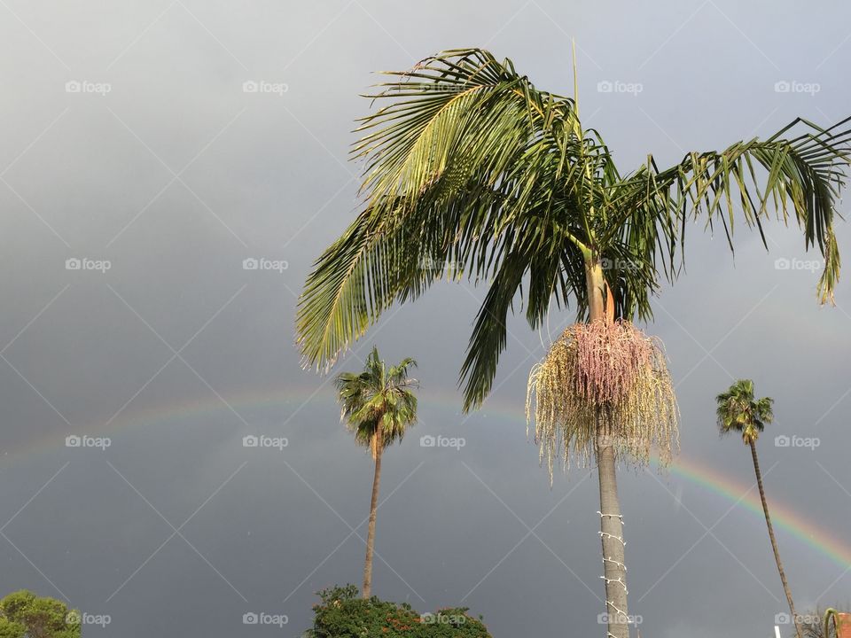 Palms and rainbows 