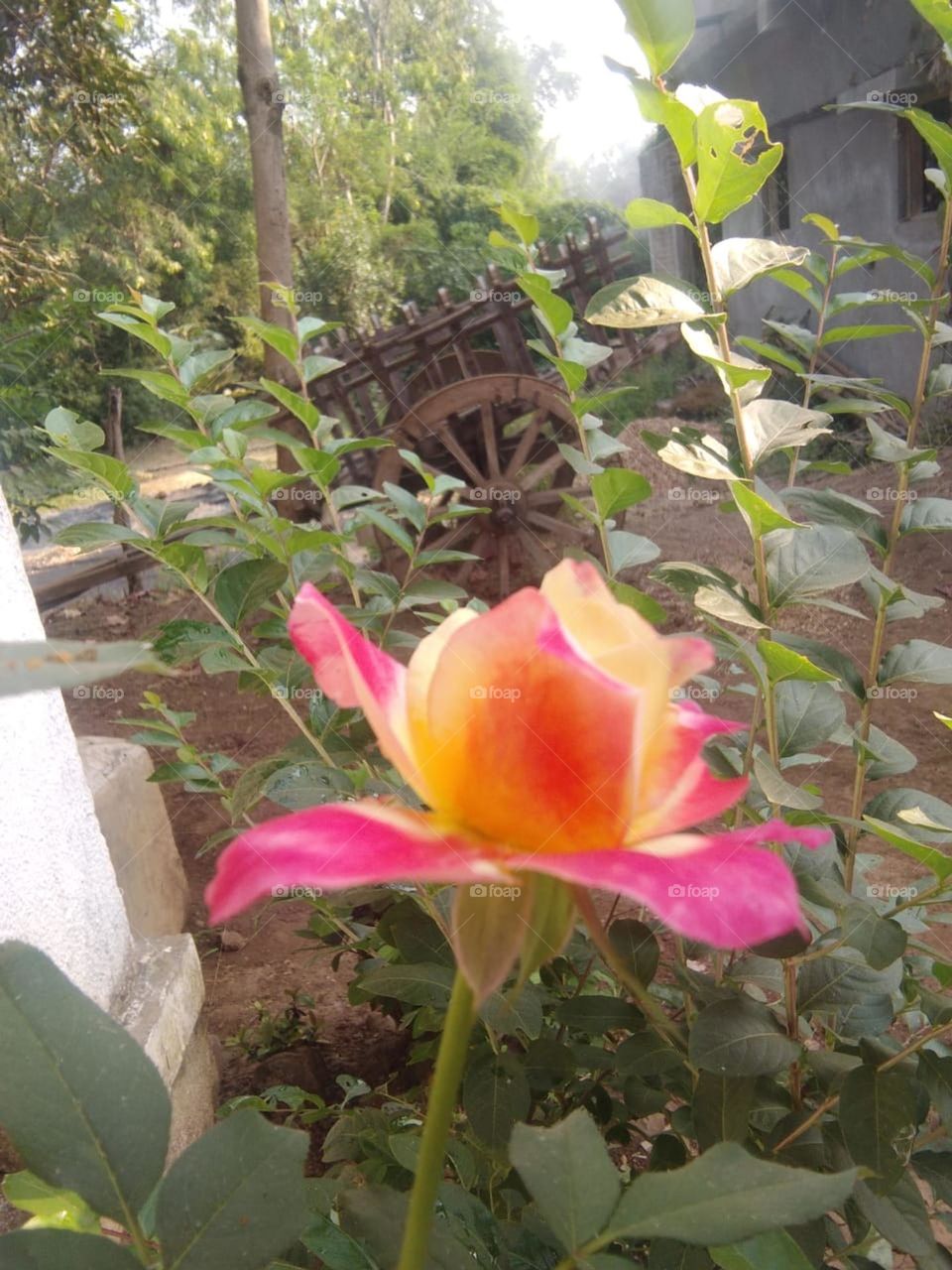 Rose multiple colours