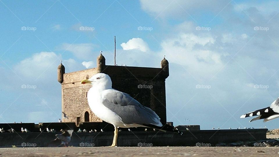 A beautiful seagull standing on a wall.