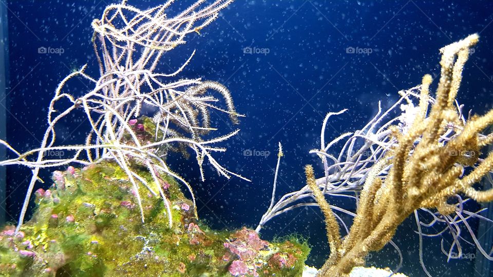 Musée Océanographique de Monaco