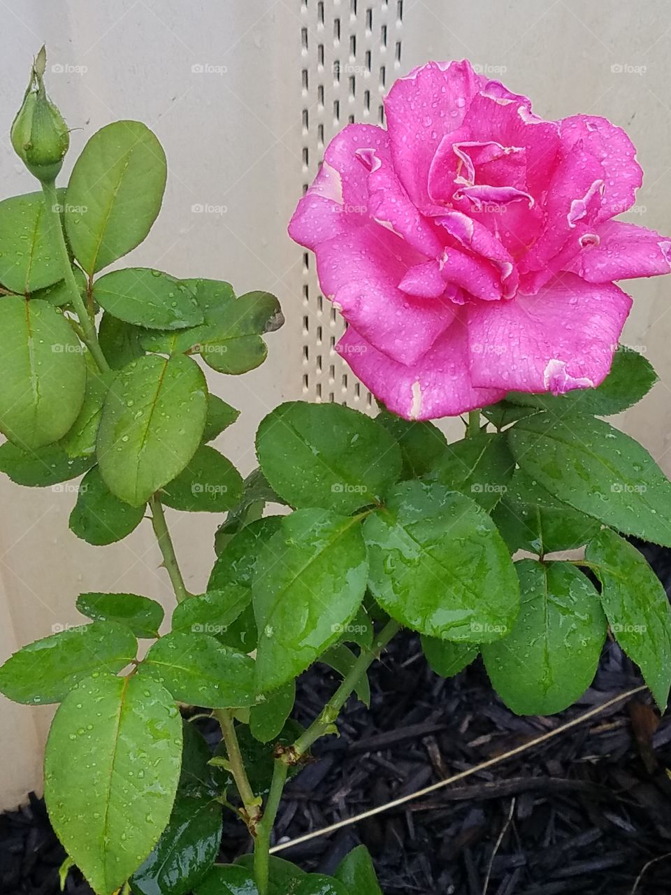 Big Blooming Rose
