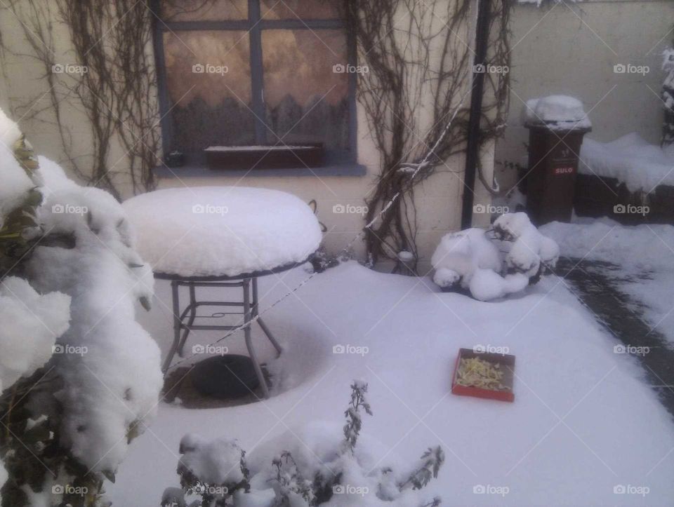 snow in back yard