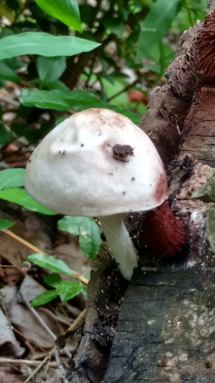 mushroom