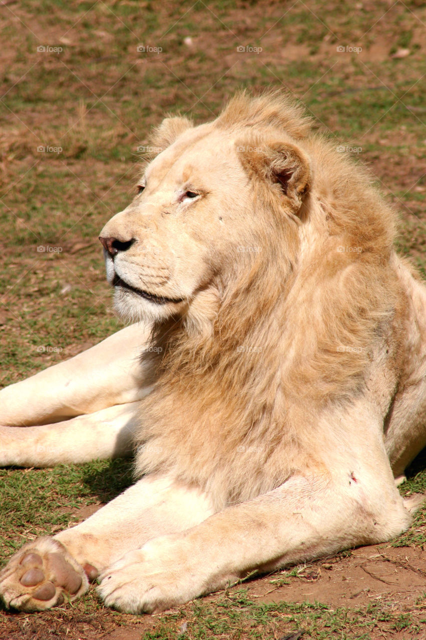 white zoo foot lion by kshapley