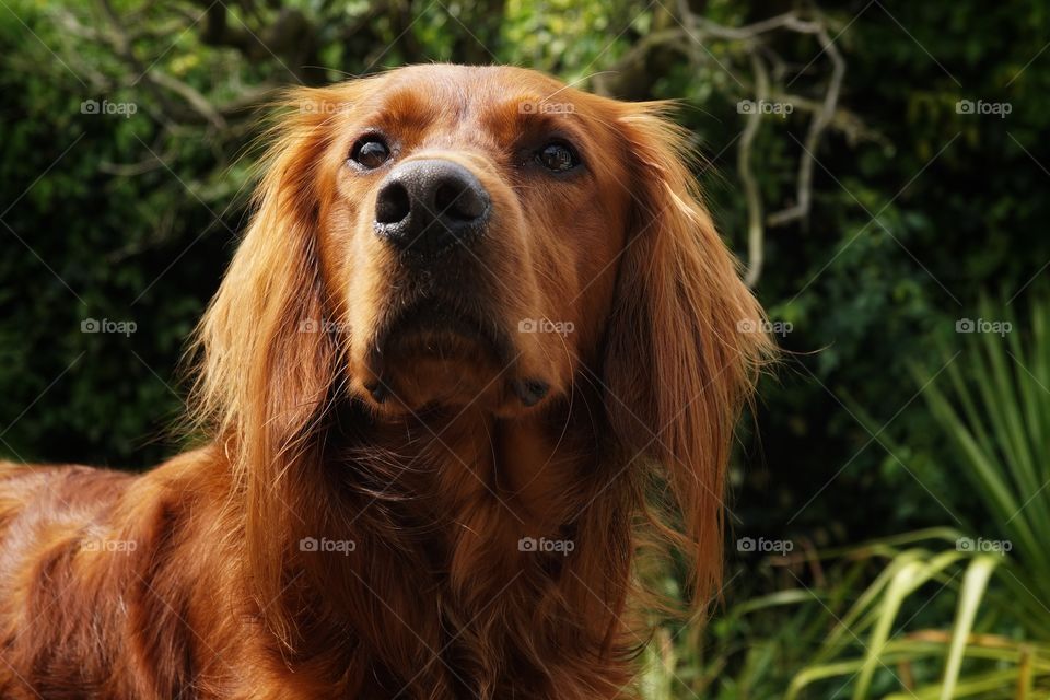 Red Setter concentrating on a bird