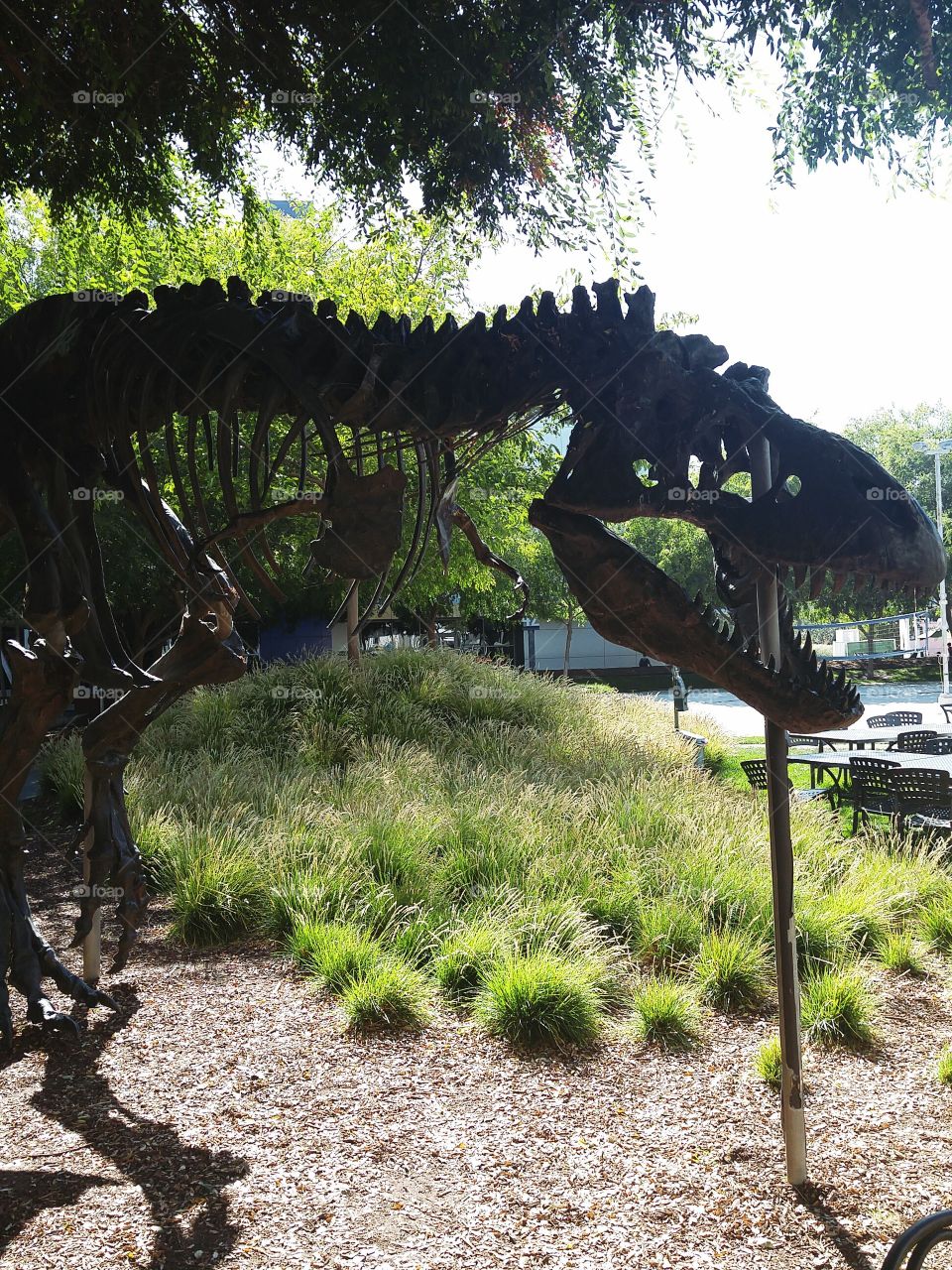 Stan the Dinosaur. This dinosaur statue is located at the Google headquarters in Mountain View , California.