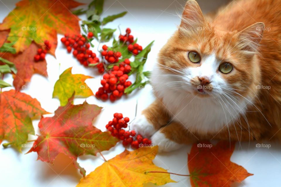 ginger cat and colour autumn leaves top view, love autumn