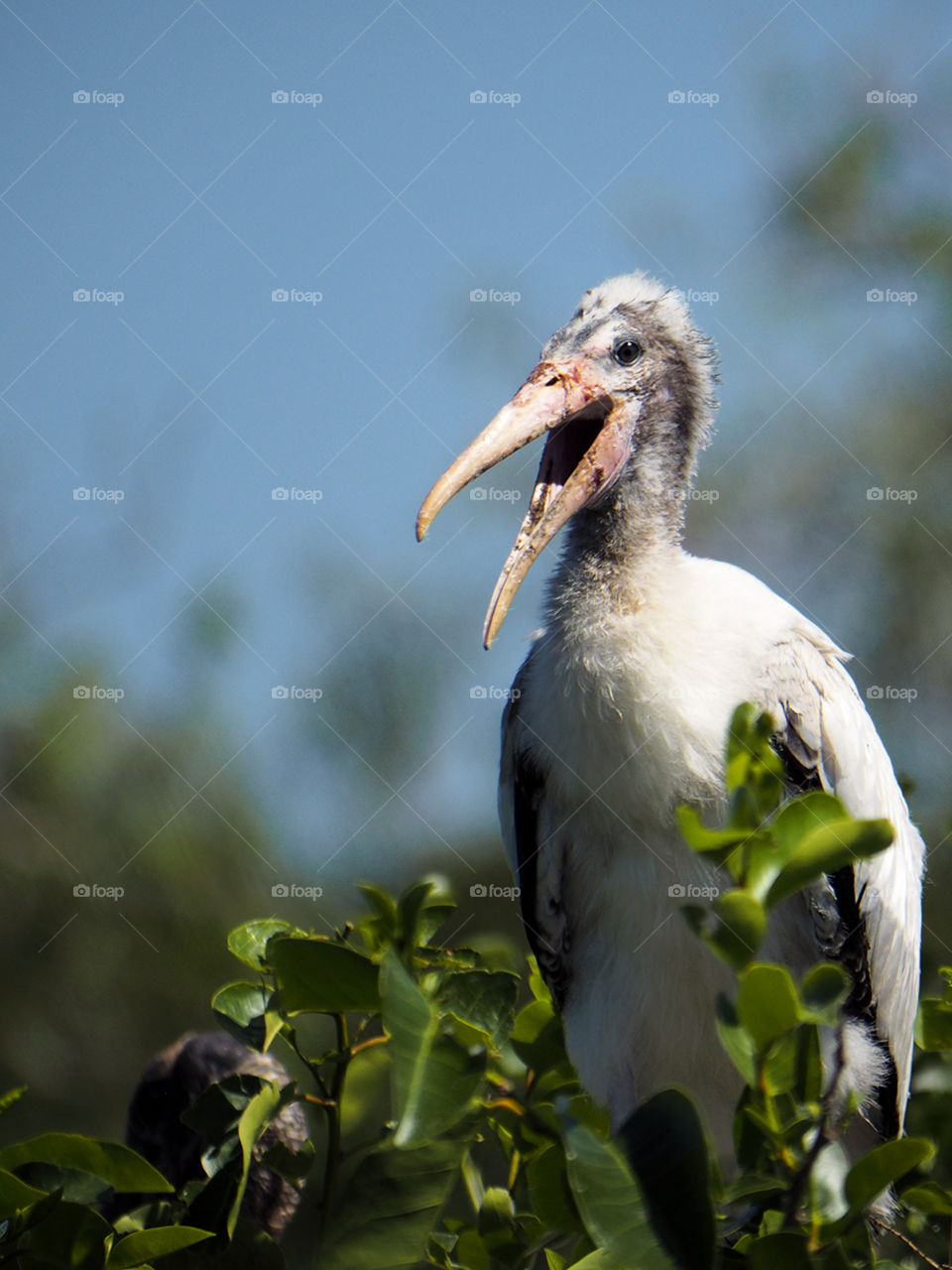 Young Wood Stork with Open Beak. Young Wood Stork vocalizing with beak open from top of tree