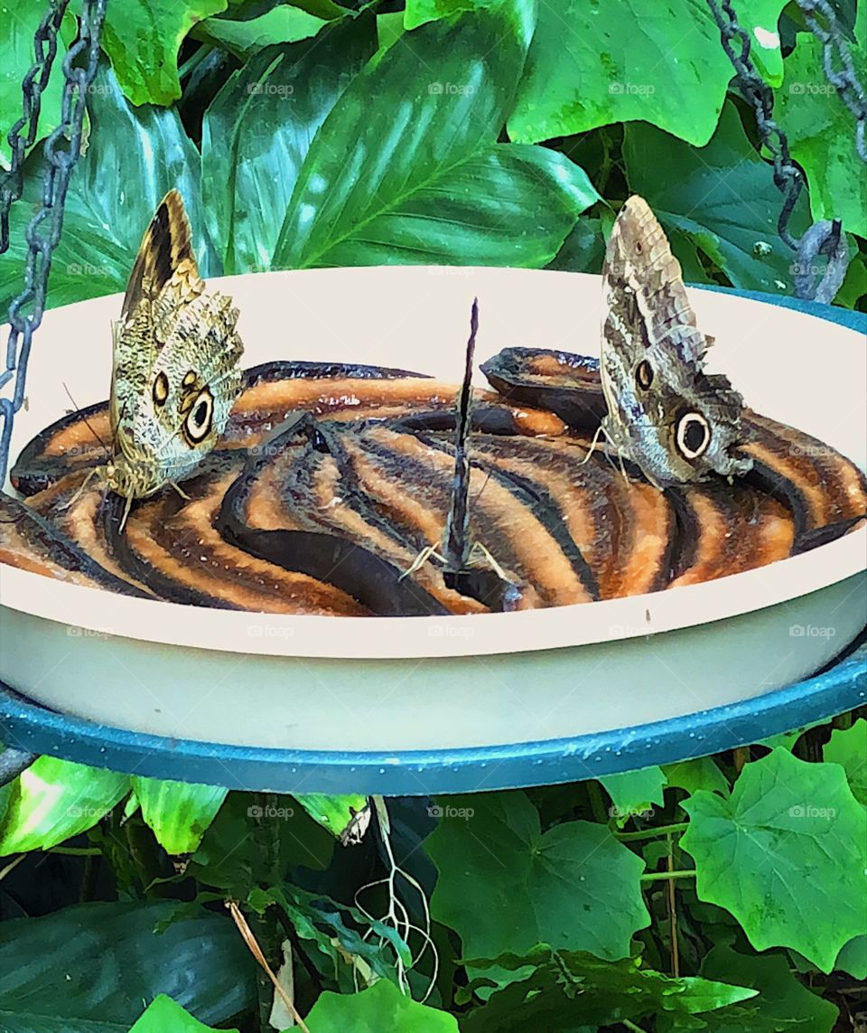 Butterflies and their camouflage - Cleveland Botanical Garden, summer 2018