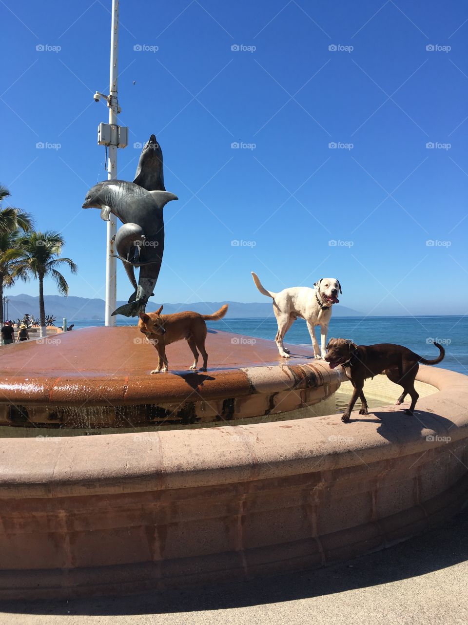 Dogs enjoying the fountain on the boardwalk.