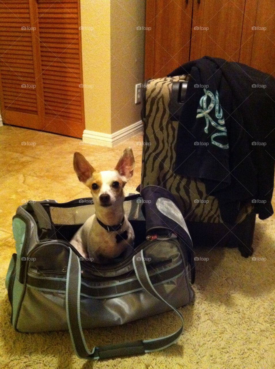 Doggie bag to-go!