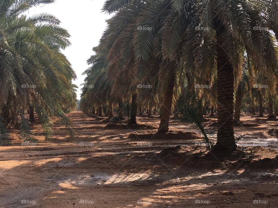 Palms tree in a row