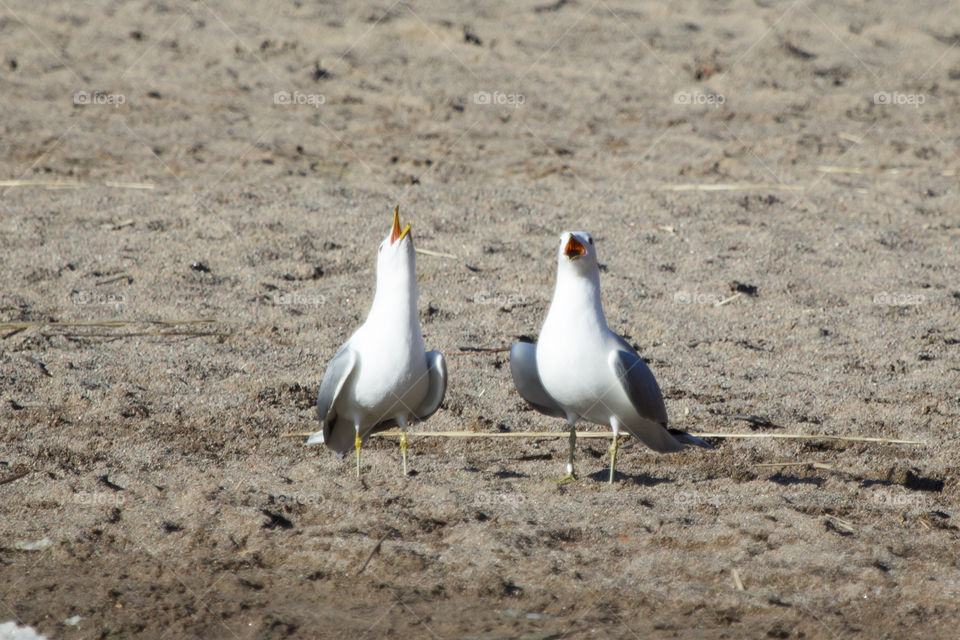 Two screaming seagulls on the beach 
Två skrikande fiskmåsar på stranden 