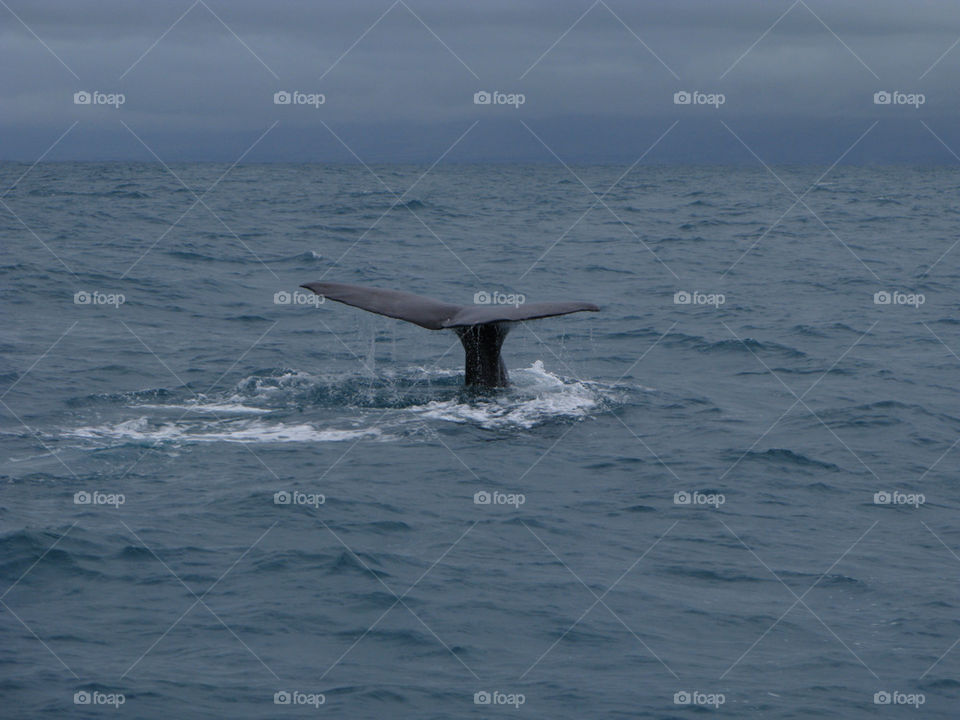 Whale tail
