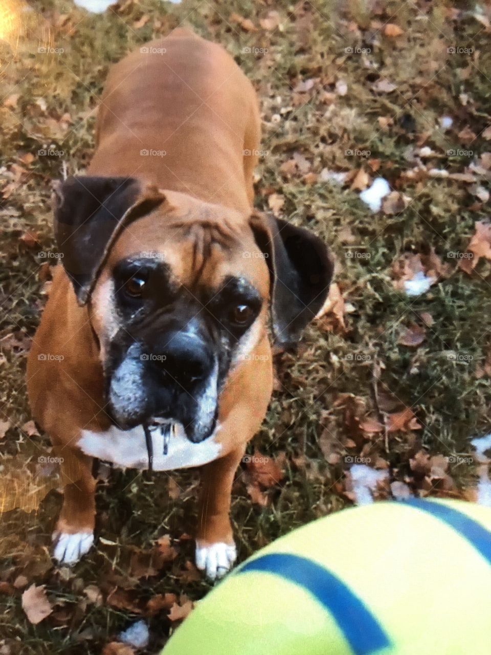 Boxer and toy