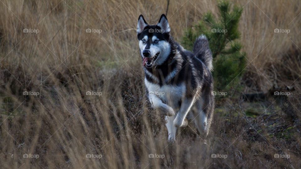 Beautiful dog with a grassy field
