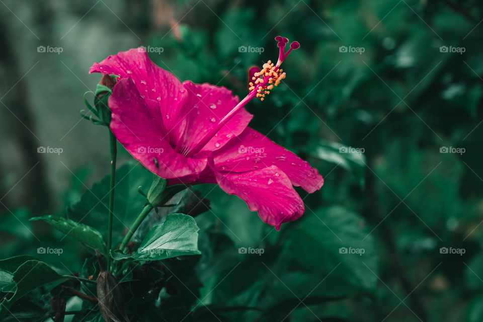 Flower in the garden