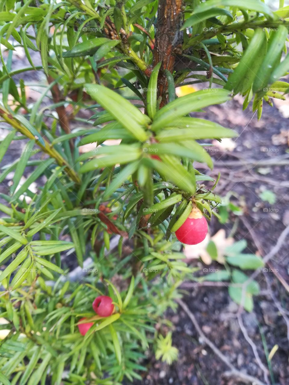 Berries