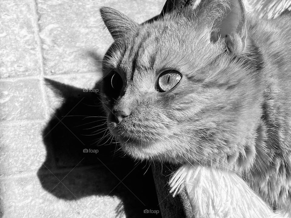 A tabby cat sitting in a cat bed in the sunshine