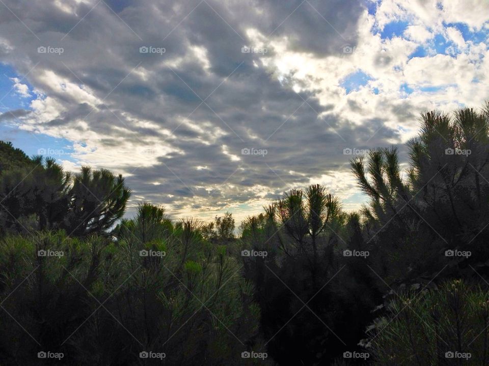 Cloudy Sky over pinewood