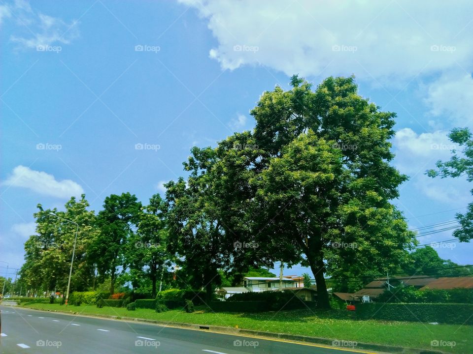 tree,road,sky