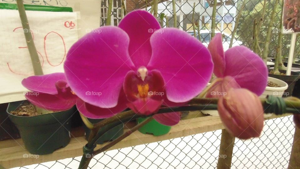Orquídea Pink