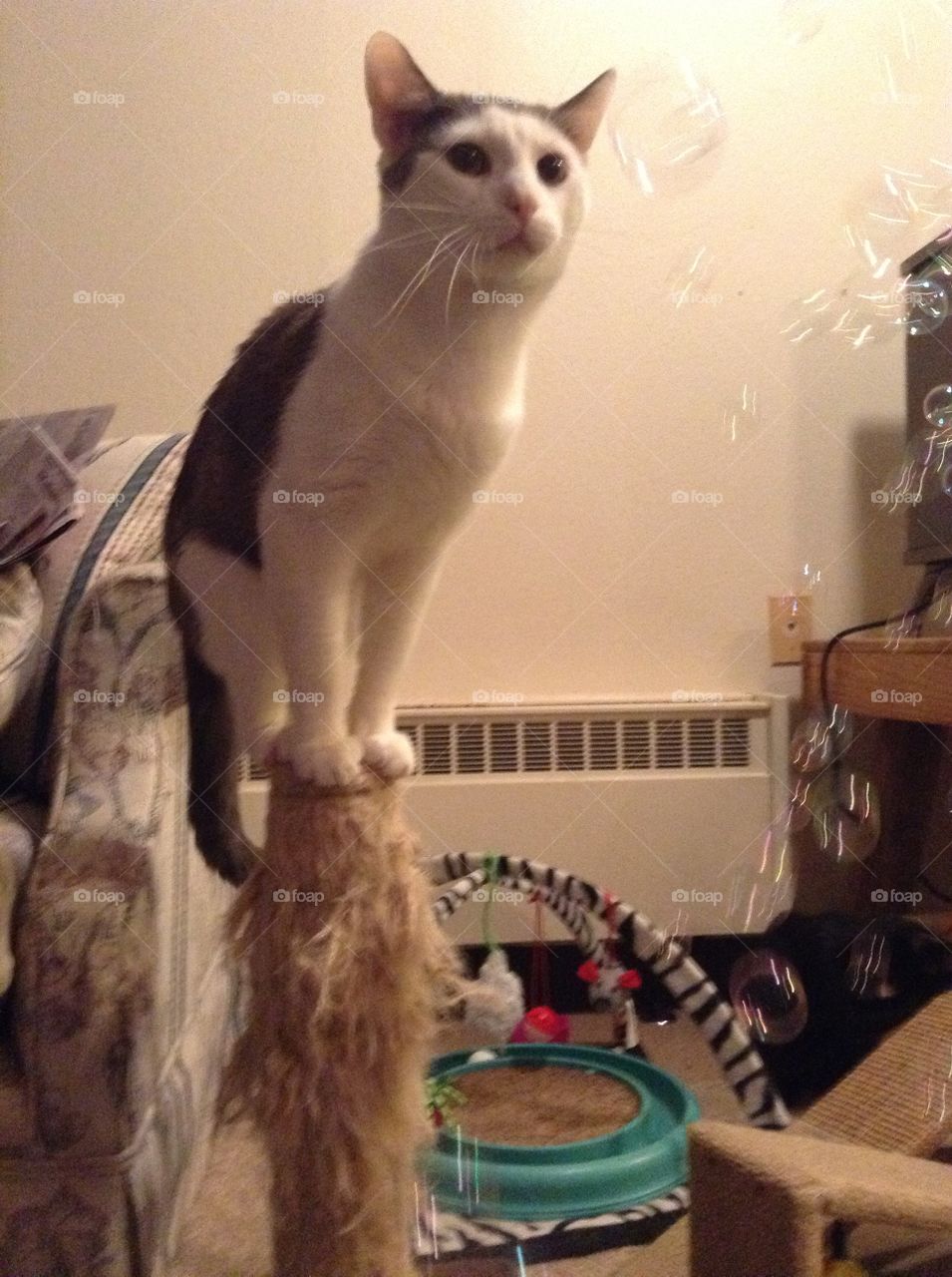 Cat watching bubbles standing on scratching post