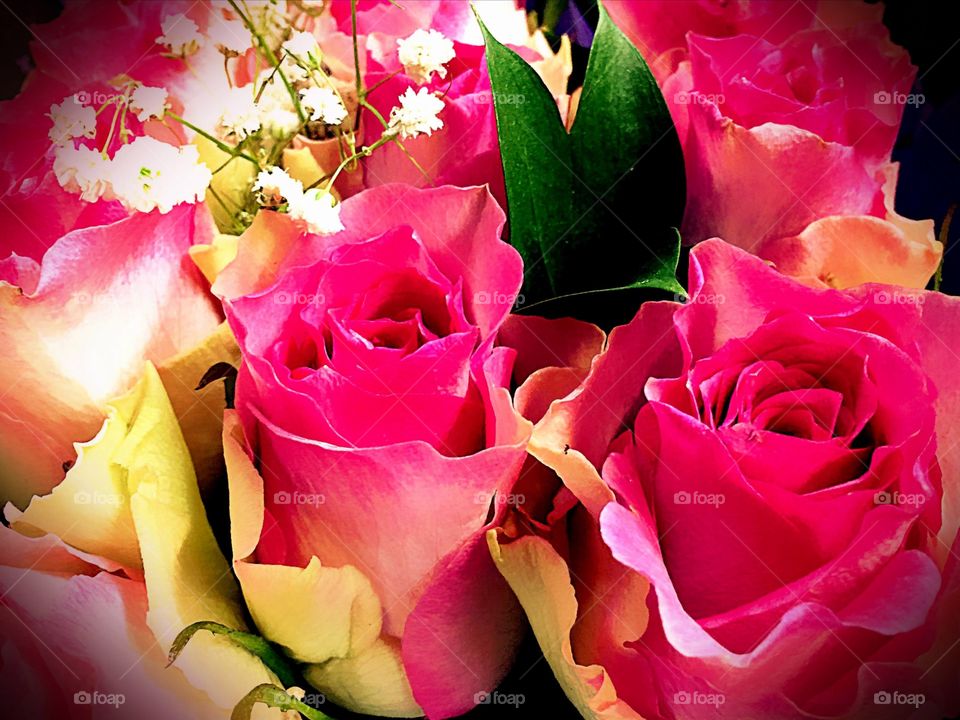 Pink roses