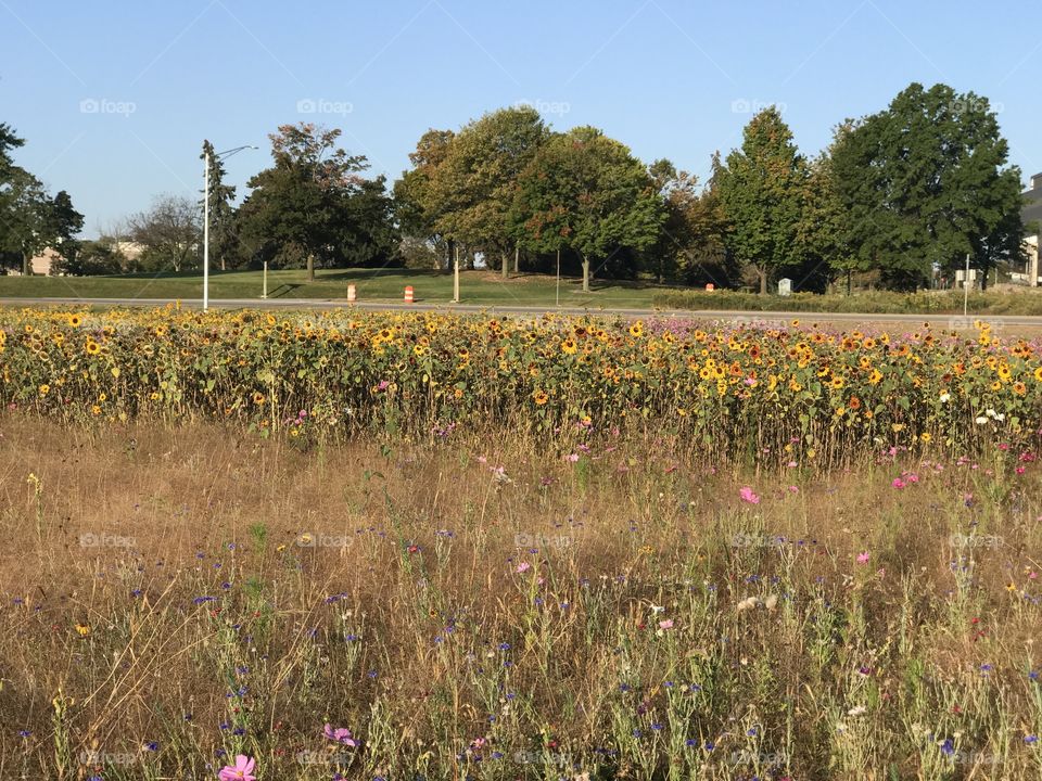 Sunflower field
