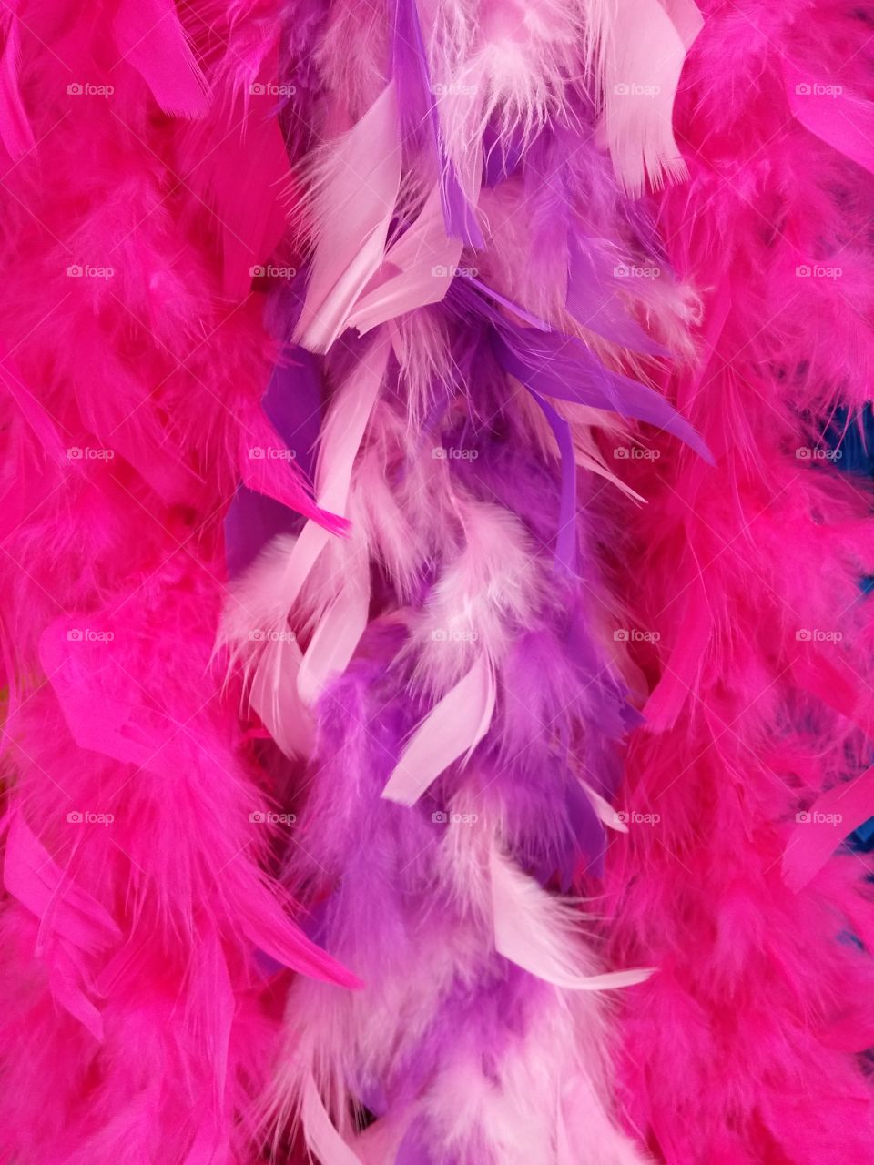 Close-up of fluffy feather