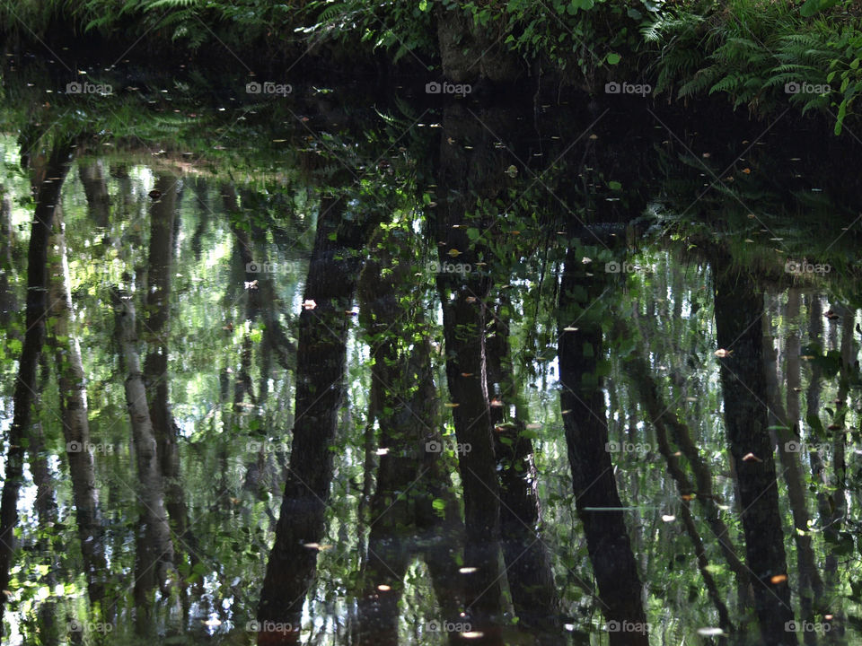 Bosque acuático 