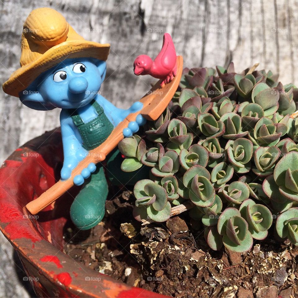 Farmer Smurf. Succulent farming Smurf