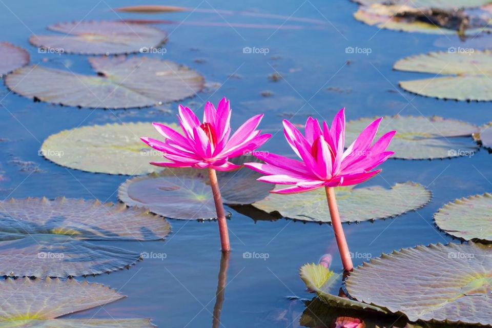 Two lotus flower color purple