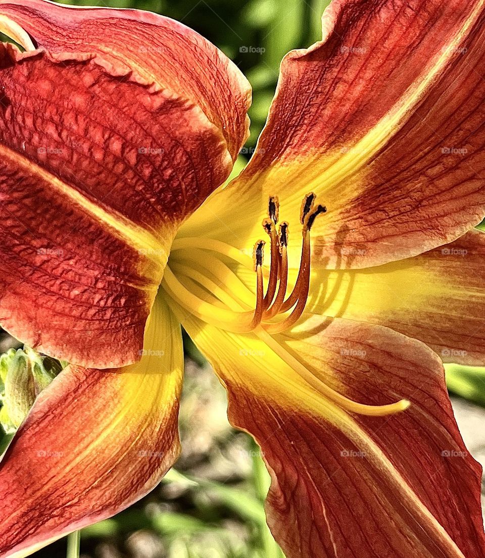 Texas Redstar Daylily