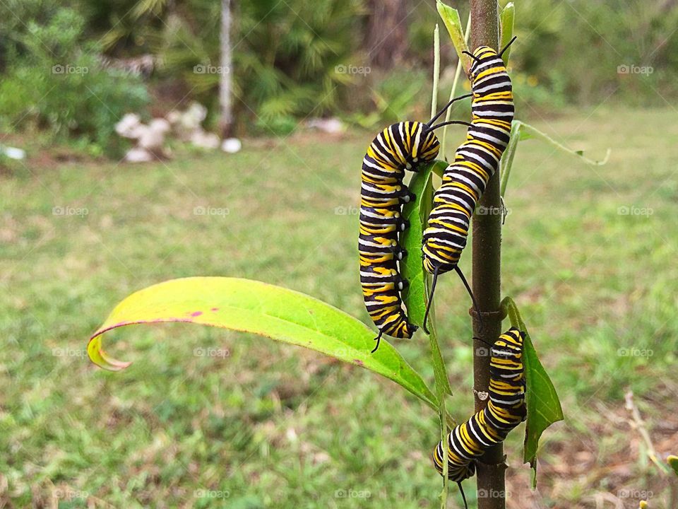 A trio of Hungry Monarch Butterfly Caterpillars munching on a Milkweed plant.