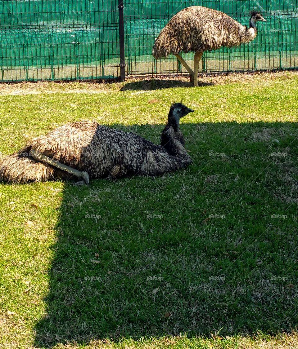 Emu (female laying down & male walking)
