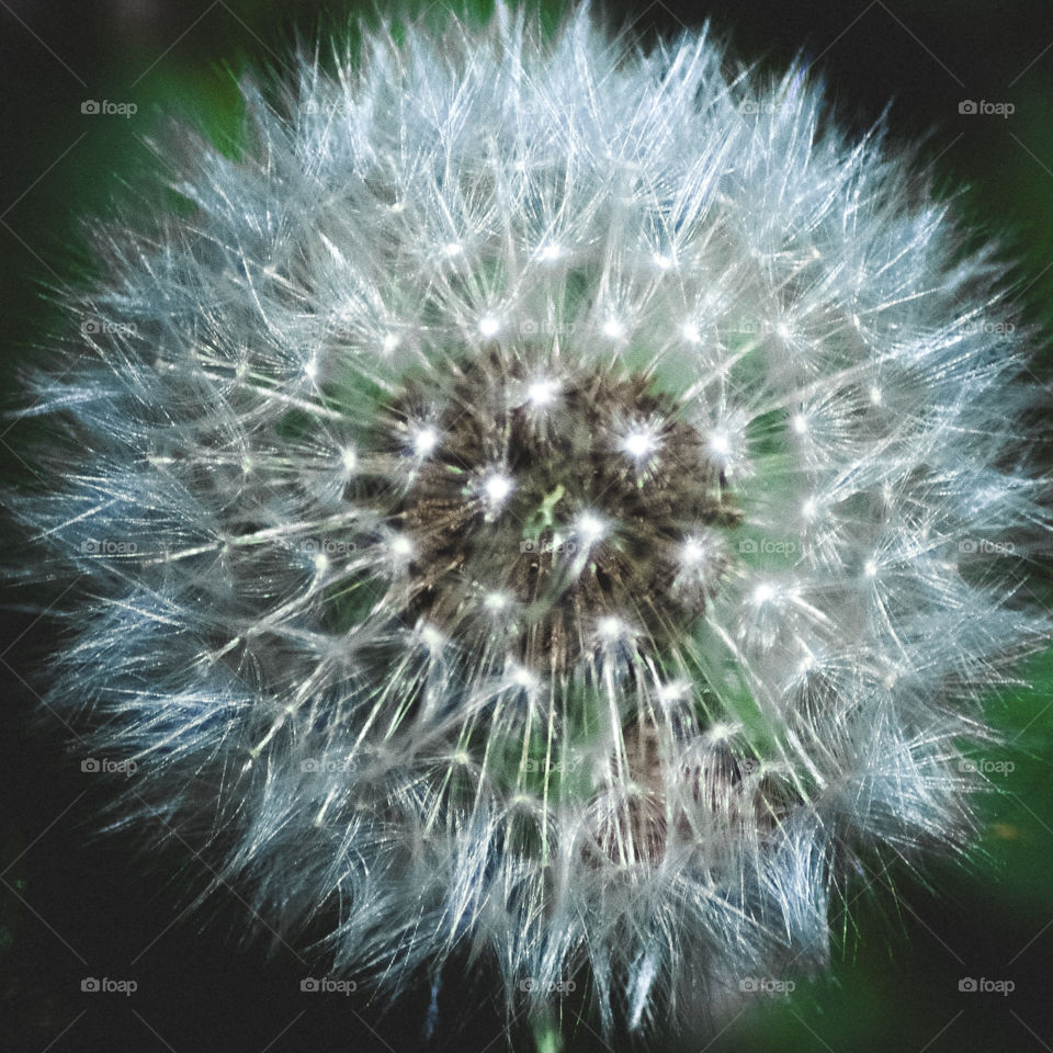 A portrait of a dandelion clock, in green and white