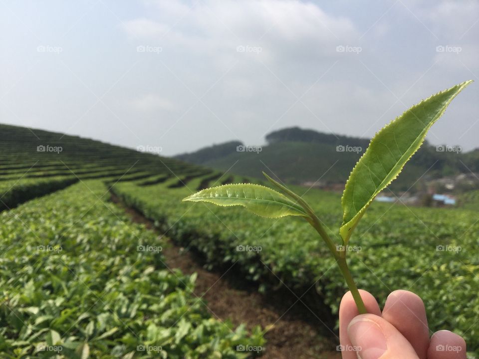 Tea leaf in China 