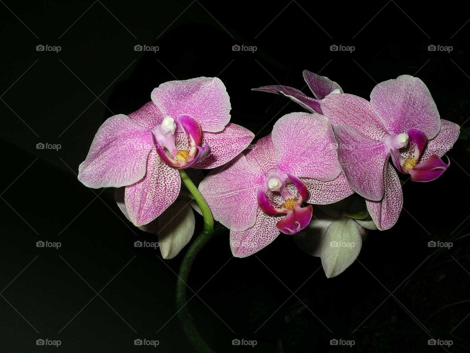Orchid