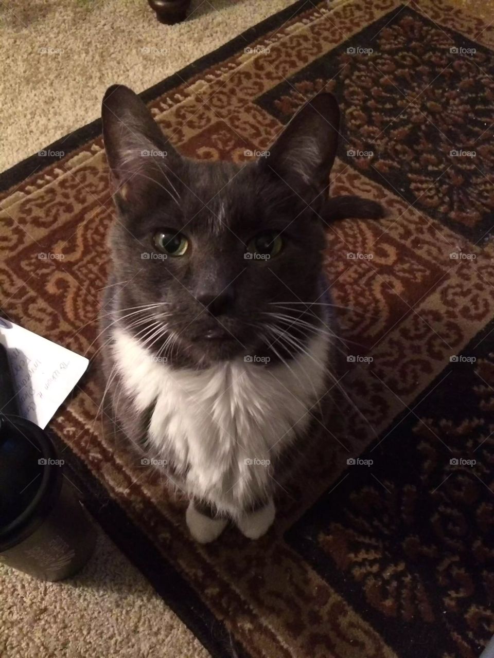 Cat with a built in Santa beard 