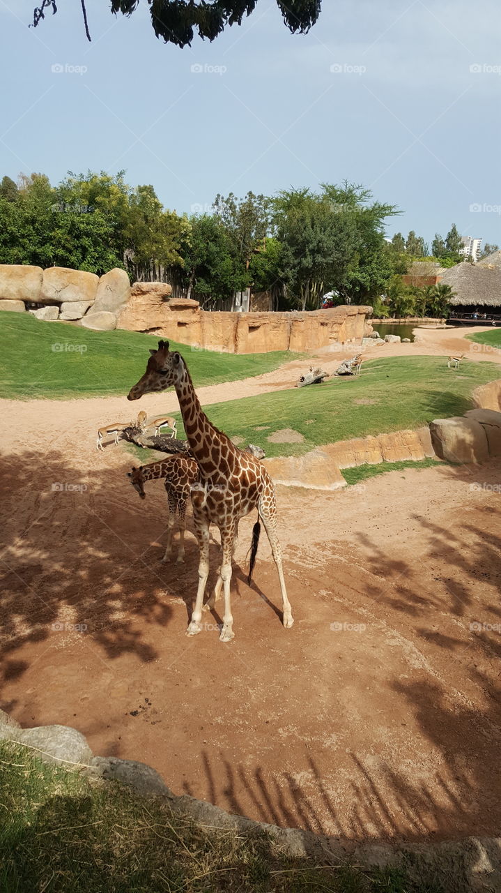 walking giraffes summer