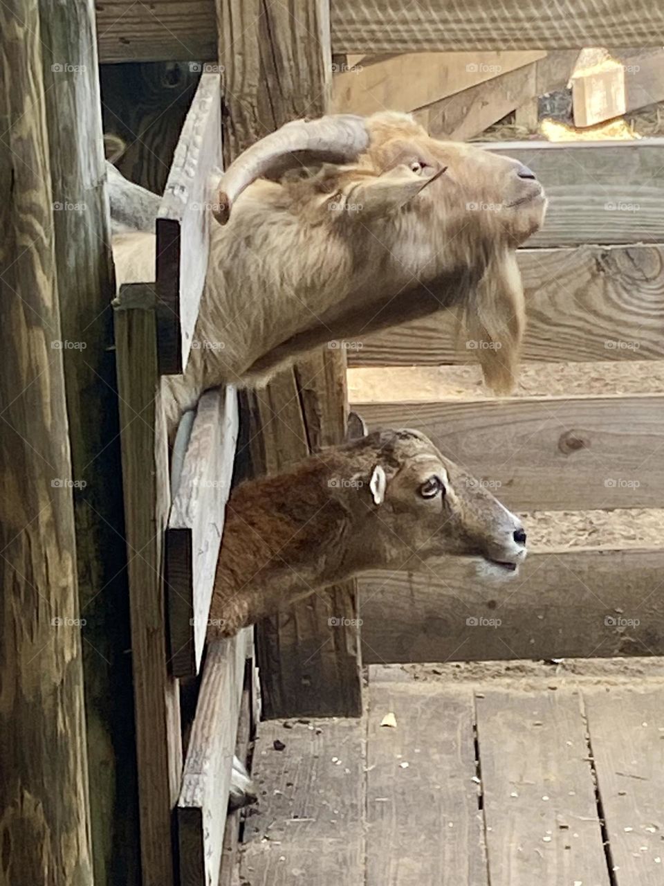 Two goats poking their heads through a wooden fence, looking at something 