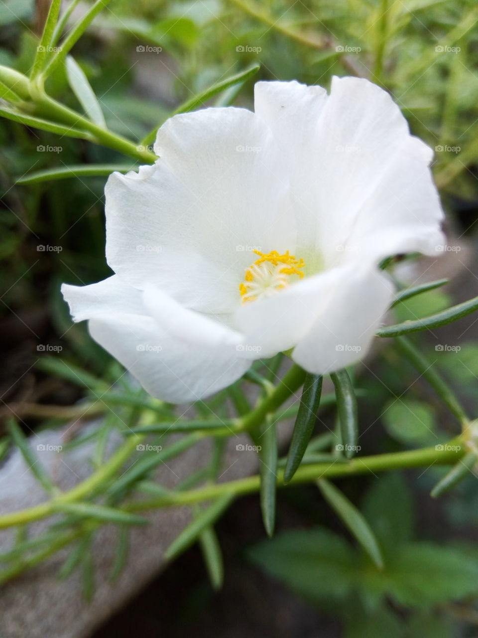 white 10 o'clock petal
