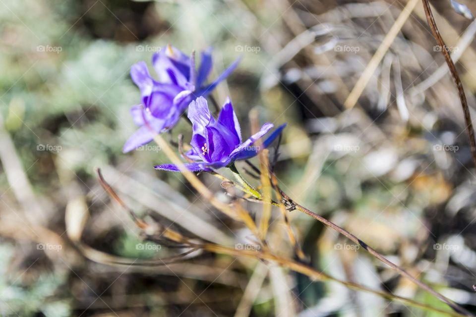 Delphinium nanum is a species of perennial herbaceous plant from the genus Delphinium of the Ranunculaceae family.