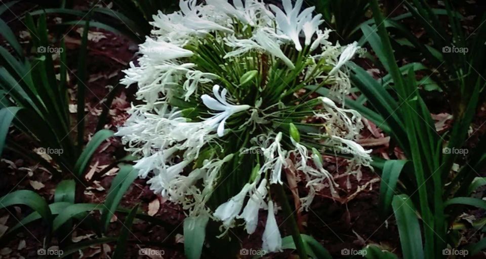 la bella flor de nuestro planeta.